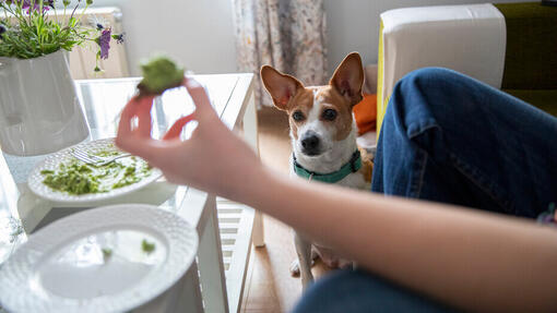 Welke menselijke voedingsmiddelen mogen honden eten? 