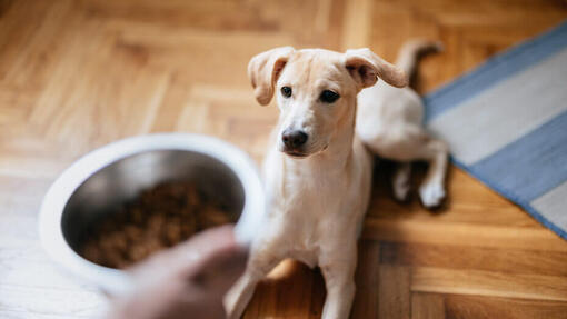 Welke menselijke voedingsmiddelen mogen honden eten? 