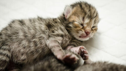 Chat qui dort