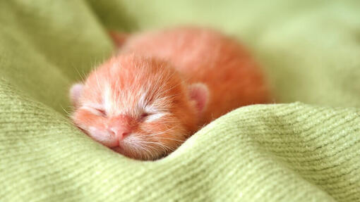Chat qui dort