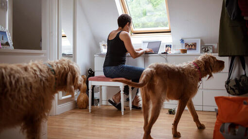 Le chien « velcro » : pourquoi mon chien me suit-il partout ?  