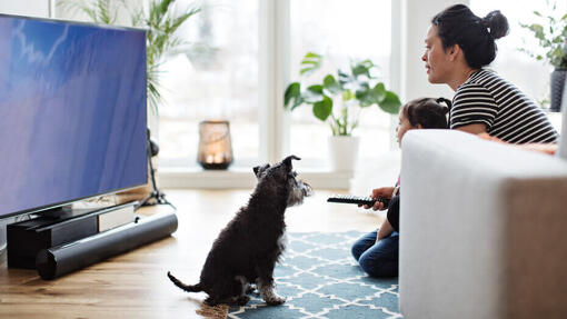 Le chien « velcro » : pourquoi mon chien me suit-il partout ?  