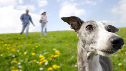 baasjes lopen achter een greyhound