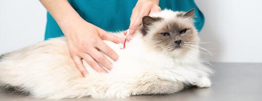 Chat blanc examiné par un vétérinaire
