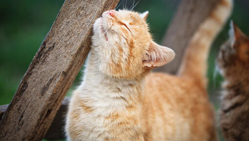 chat se frottant contre du bois