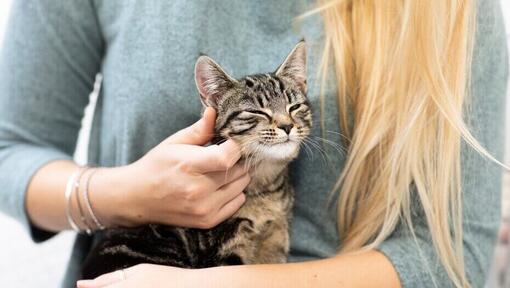 propriétaire frottant la joue d’un chaton