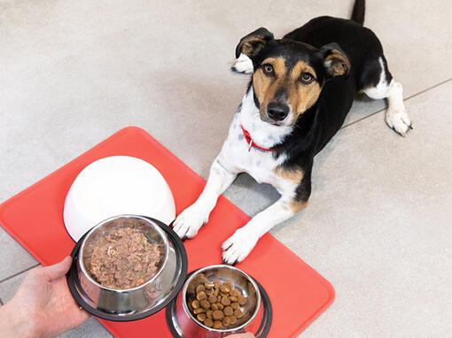 Hond die op de loer ligt voor voedsel dat in een kom wordt gegeven
