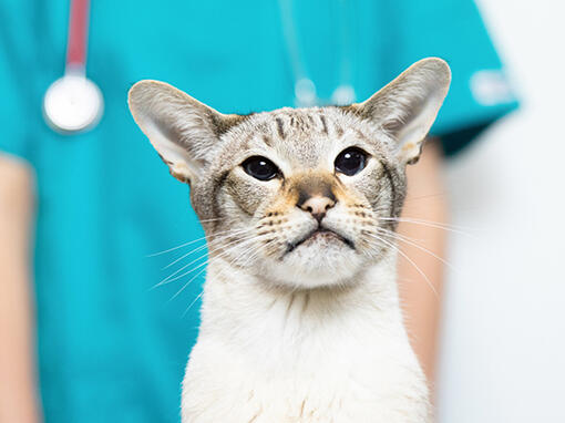 Kat met erachter dierenarts