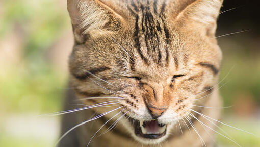 Chat qui éternue