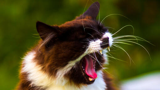 Chat qui éternue