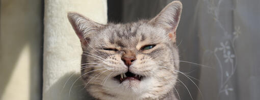Chat gris qui éternue