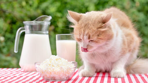 Chat regardant du fromage