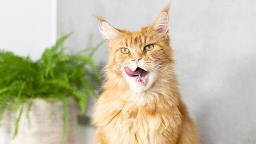 Chat se léchant les babines après avoir mangé