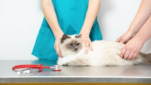 Chat blanc à poils longs sur une table de vétérinaire