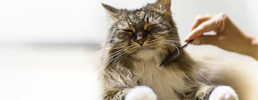 Chat noir à poils longs se faisant brosser