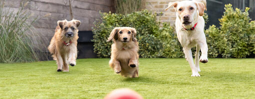 trois chiens qui courent derrière une balle dans un jardin