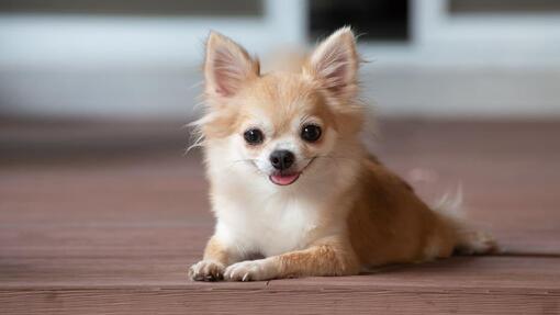 chihuahua couché