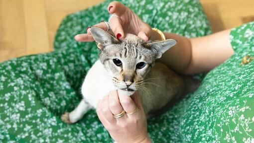 propriétaire tenant la tête de son chat