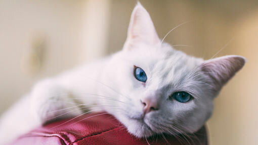 chat blanc couché sur une chaise rouge