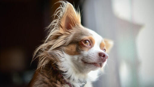 bruine langharige chihuahua kijkt uit raam