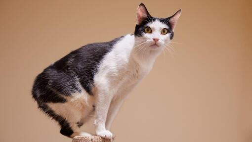 manx