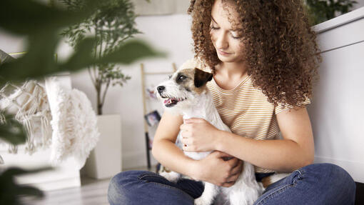 jack russel in armen van meisje