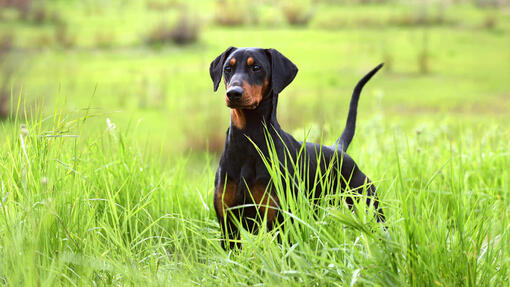 doberman debout dans un pré
