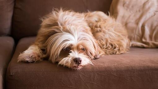 Lhassa Apso couché sur canapé