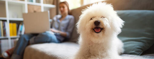 bichon frisé op sofa