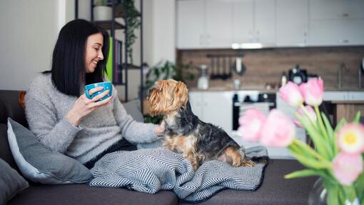 yorkshireterriër op sofa bij baasje