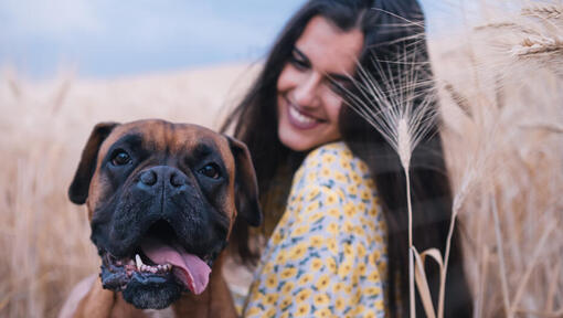 boxer et maître dans un champ de blé