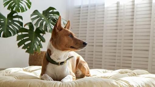 basenji op bed