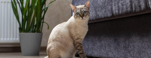bobtail du Mékong devant un canapé