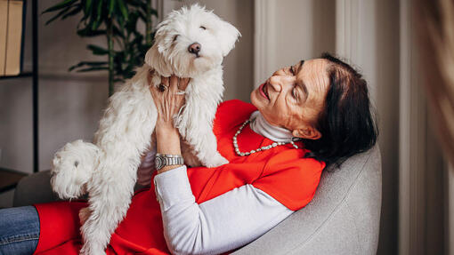 bichon maltais sur les genoux d’une dame âgée