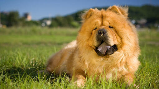 chowchow ligt in veld