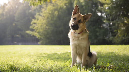 Berger allemand assis dans l’herbe
