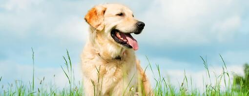 chien au pelage blond dans un champ