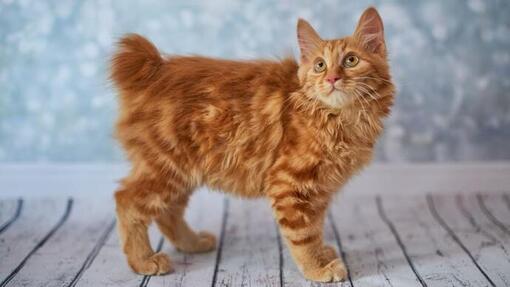 Bobtail américain