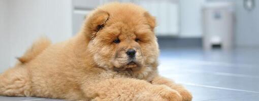 chowchowpup ligt op vloer