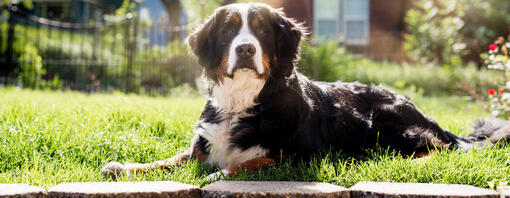berner sennen in de zon