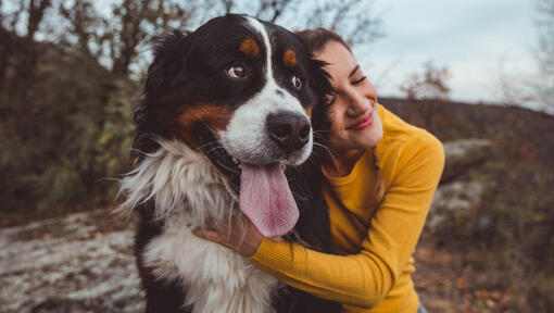 vrouw knuffelt een berner sennen