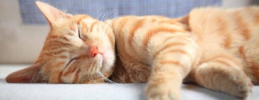 schattige roodharige kat slaapt op bank