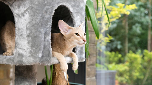 Kattenzitten in een verhoogd kattenhuis