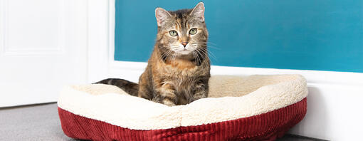 Kat zittend in een rood bed