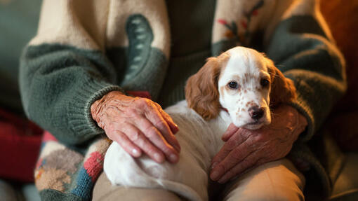 hondje op schoot bij oudere