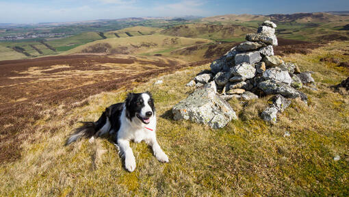 Border Collie liggend op bergtop..