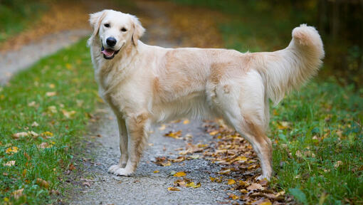 Golden Retriever op herfstpad met uitgestoken tong.