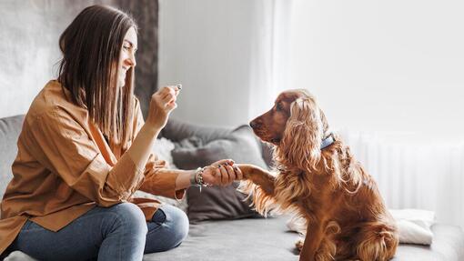 vrouw die een cockerspaniël traint