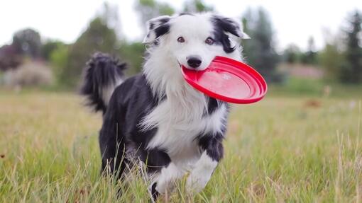 border collie à l’extérieur avec un frisbee