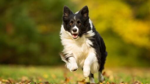 border collie en train de courir dans la nature